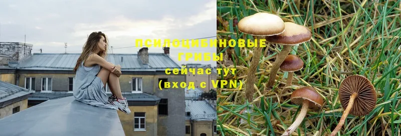 где можно купить   Челябинск  Галлюциногенные грибы Psilocybe 